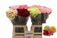 Dianthus Single Gem In Fust 70cm