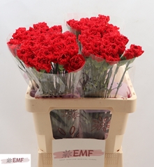 Dianthus Single Don Pedro 60cm