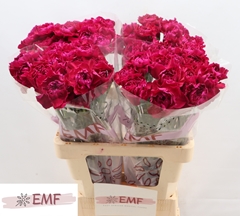 Dianthus Single Zafiro 65cm