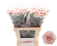 Dianthus Single Bridal Damascus 65cm
