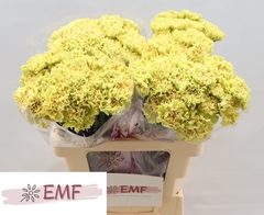 Dianthus Single Mali+ 60cm