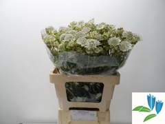 Astrantia Shaggy 55cm