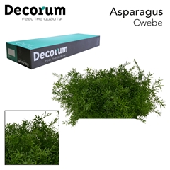 Asparagus Densiflorus Cwebe 40cm