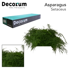 Asparagus Setaceus 65cm