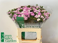 Dianthus Barb Rose Magic 58cm