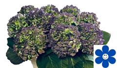 Hydrangea Verena Blue Classic 80cm 21-23cm Hd