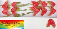 Anthurium Pink Jesolo 15cm Hd