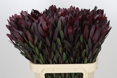Leucadendron Safari Sunset 80cm