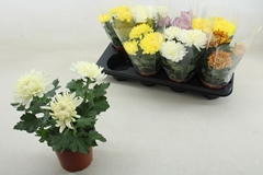 Chrys Kena Gem 12Ø 23cm
