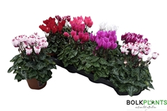 Cyclamen Super Serie Compact 10Ø 22cm