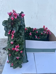 Bedding Plants 50Ø 25cm
