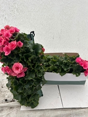 Bedding Plants 50Ø 25cm