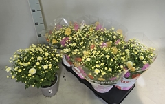 Chrysanthemum Garden Mums Mix 15Ø 35cm