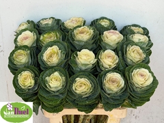 Brassica White Crane 65cm