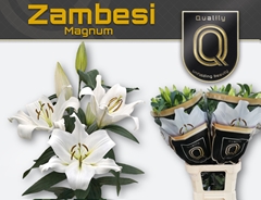 Lily Oriental Zambesi 100cm 5+