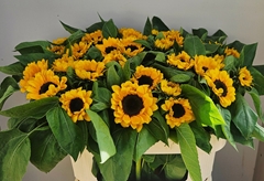 Helianthus Sonja 70cm