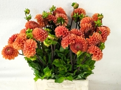 Dahlia Cornel Bronze 50cm