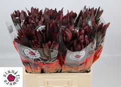 Leucadendron Safari Sunset 60cm