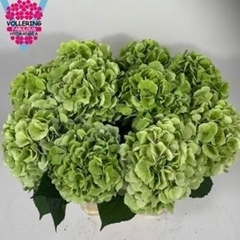 Hydrangea Verena Blue Classic 60cm 18-20cm Hd
