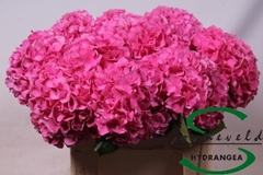Hydrangea Glowing Alps 60cm 13-15cm Hd