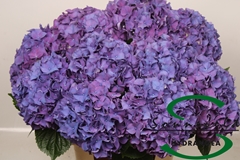 Hydrangea Rodeo Purple 60cm 16-18cm Hd