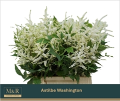 Astilbe Washington 45cm