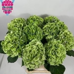 Hydrangea Verena Blue Classic 80cm 20-22cm Hd