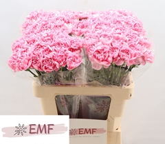 Dianthus Single Montezuma 60cm