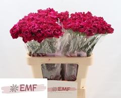 Dianthus Single Zafiro 60cm