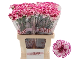 Dianthus Single Kino 65cm