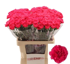 Dianthus Single Cervantes 60cm