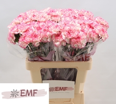 Dianthus Single Komachi 60cm