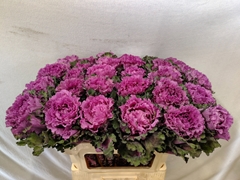 Brassica First Lady 70cm