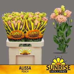 Eustoma Double Alissa Peach 70cm