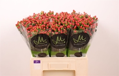 Hypericum Tomato Flair 60cm
