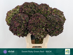 Hydrangea Sweet Ruby Classic 60cm 17-19cm Hd
