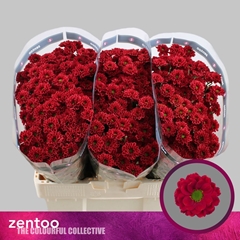 Chrysanth Santini Melissa Red 55cm 40gr.