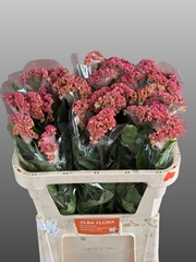 Celosia Reprise Rose 72cm