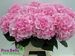 Hydrangea Verena 90cm 22-24cm Hd