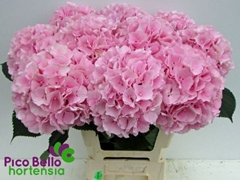 Hydrangea Verena 60cm 16-18cm Hd