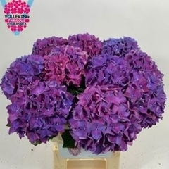 Hydrangea Rodeo Purple 60cm 14-16cm Hd