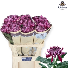 Chrysanth Single Gilbert Leagh Purple 80cm 115gr.