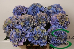 Hydrangea Royal Parade Classic 60cm 16-18cm Hd