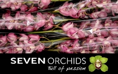 Cymbidium Jill 80cm