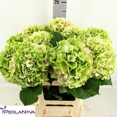 Hydrangea Verena Classic 60cm 15-17cm Hd