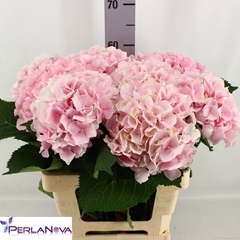 Hydrangea Verena 60cm 15-17cm Hd