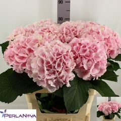 Hydrangea Verena 80cm 18-20cm Hd