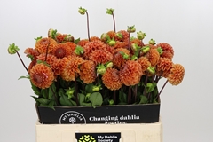 Dahlia Cornel Bronze 55cm