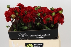Dahlia Jowey Velvet 55cm