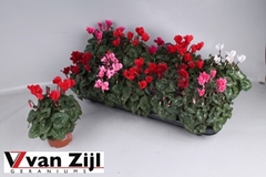 Cyclamen Super Serie Carino 10Ø 20cm